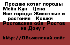 Продаю котят породы Мейн Кун › Цена ­ 12 000 - Все города Животные и растения » Кошки   . Ростовская обл.,Ростов-на-Дону г.